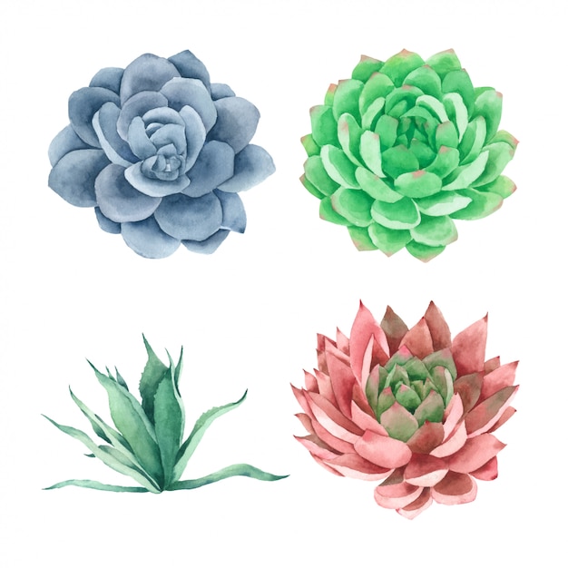 Succulents-kaktus-hand geschmerzt in der aquarellansammlung