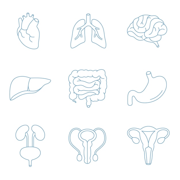 Symbole für die inneren organe des menschen gesetzt anatomie-sammlung von herz lunge gehirn leber darm magen niere blase männliche und weibliche fortpflanzungssysteme isoliert auf weiß flache vektorgrafiken