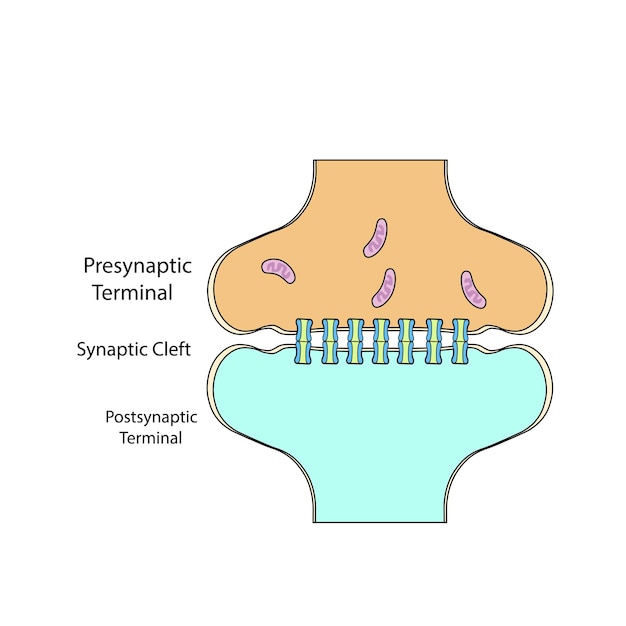 Vektor synapse des neurons