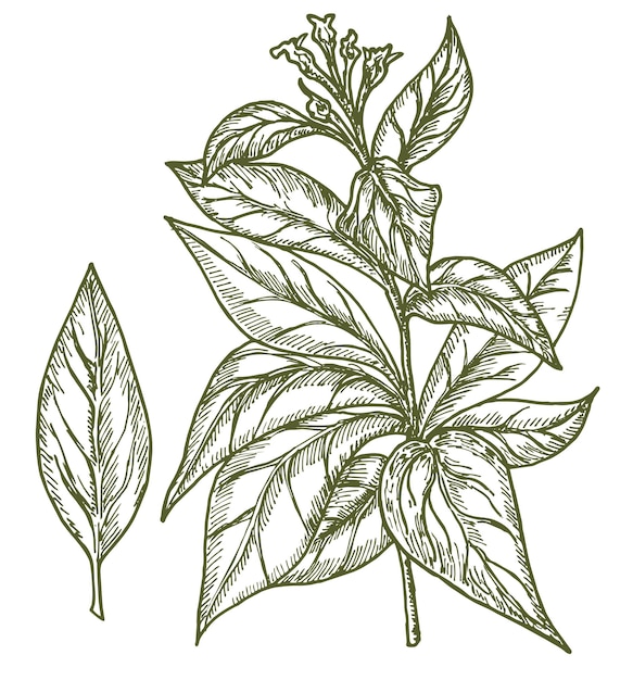 Tabakpflanze vektorgrafik tabak nicotiana tabacum vintage gravierte illustration botanisch