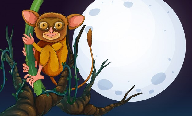 Tarsier auf dem baum in der nacht