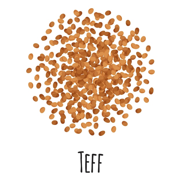 Vektor teff für vorlagenbauernmarktdesign, -etikett und -verpackung. natürliches energieprotein bio-superfood. isolierte illustration der vektorkarikatur.