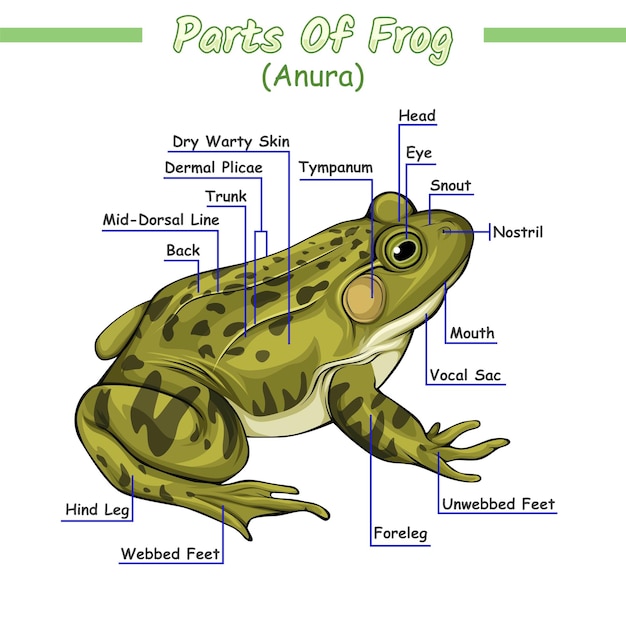 Vektor teile des frosches