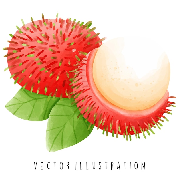 Vektor thailand reise-sammlung aquarell von rambutan vektor-illustration