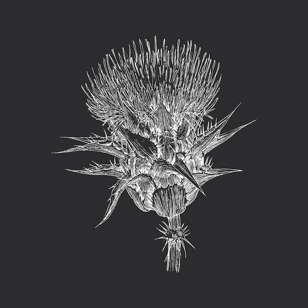 Thistle-kräuter-skizze in vektor-design-element botanische zeichnung pflanzen handgezeichnete illustration