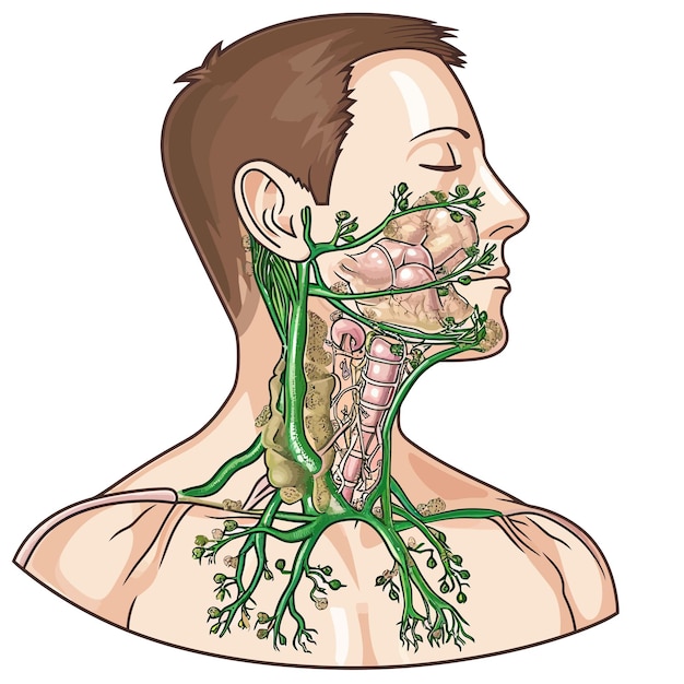 Vektor thoracic_and_mediastinal_lymph_nodes