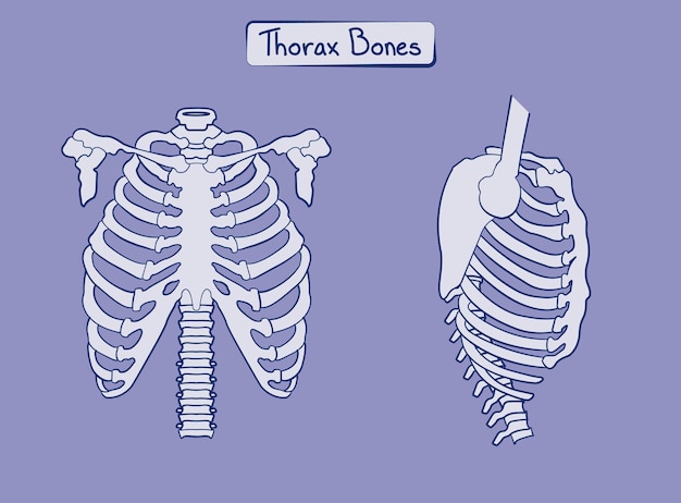 Thoraxknochen