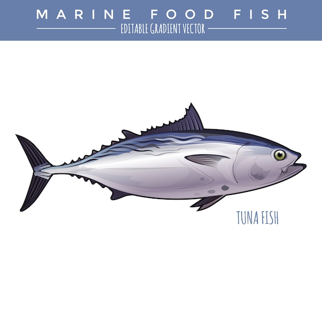 Thunfisch. marine food fisch