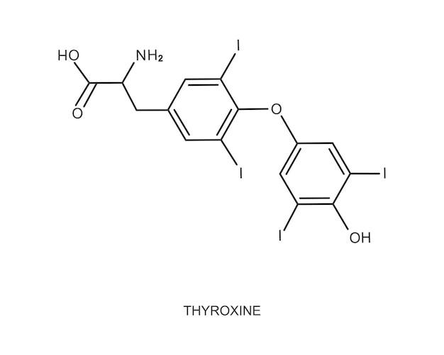 Vektor thyroxin-symbol. chemische molekularstruktur. wichtigstes endogenes hormon, das von der schilddrüse ausgeschüttet wird