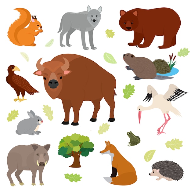 Tier animalischer Charakter in Wald Eichhörnchen Wolf Bär Hase der Tierwelt Illustration Satz von europäischen Raubtier Eber Fuchs Igel lokalisiert auf weißem Hintergrund