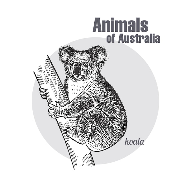 Tiere von australien. koalabär.