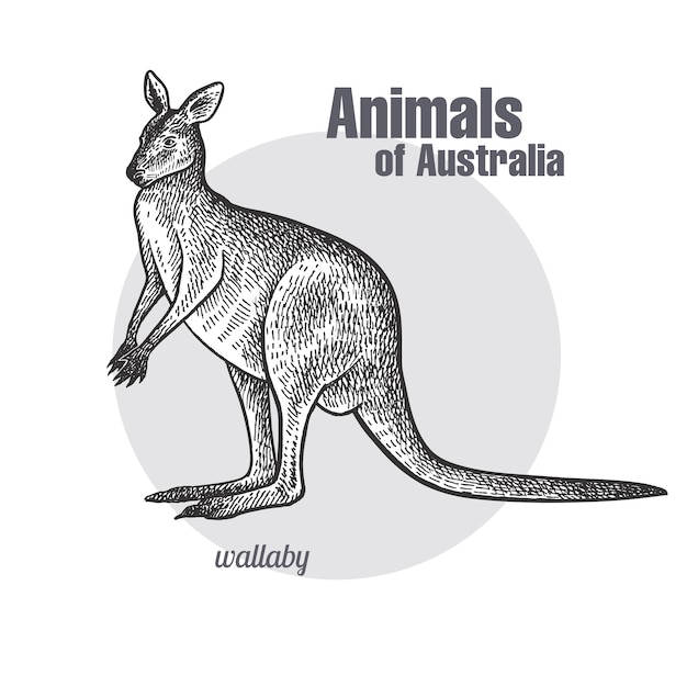 Vektor tiere von australien. wallaby oder känguru.