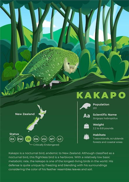 Tierinfografik-Reihe - Kakapo