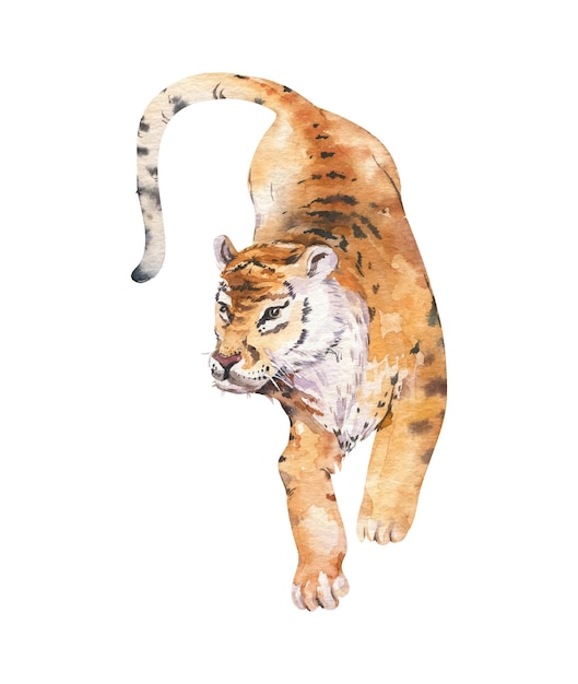 Tiger aquarell illustration von hand gemalt hochwertige farbenfrohe kunstwerke auf weißem hintergrund geht im profil tiger stark schöne wilde katze