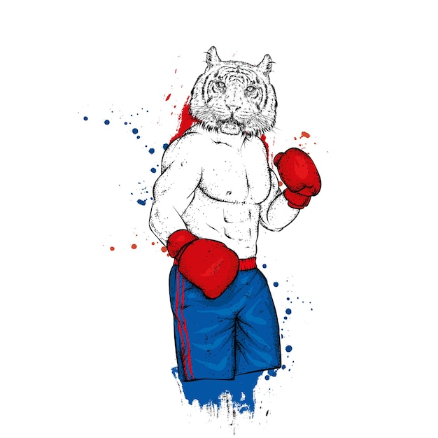 Vektor tiger boxer mit einem athletischen körper.