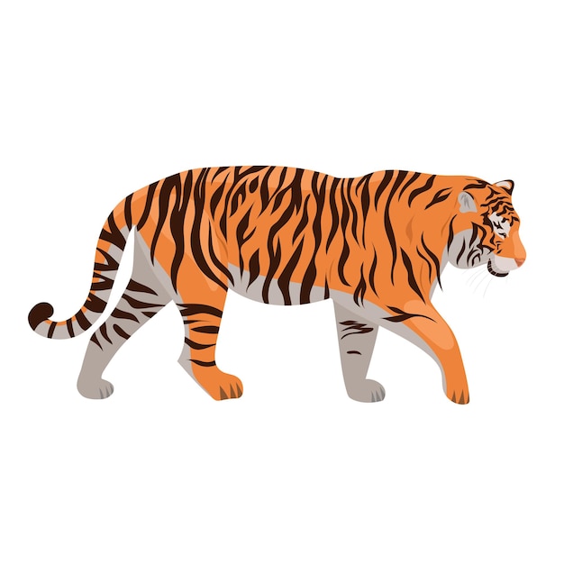 Tiger isoliert.