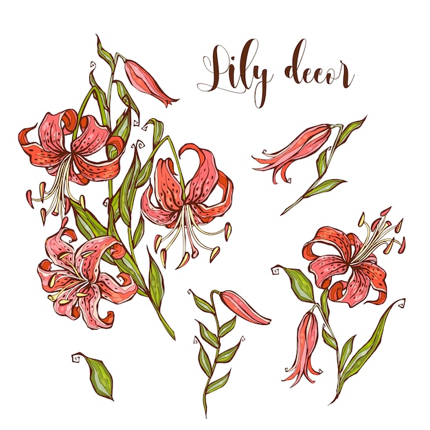 Tiger lily flower set für ihr design. vektor-illustration