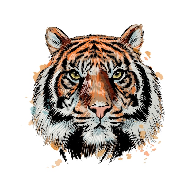 Tigerkopfporträt von einem spritzer aquarell.