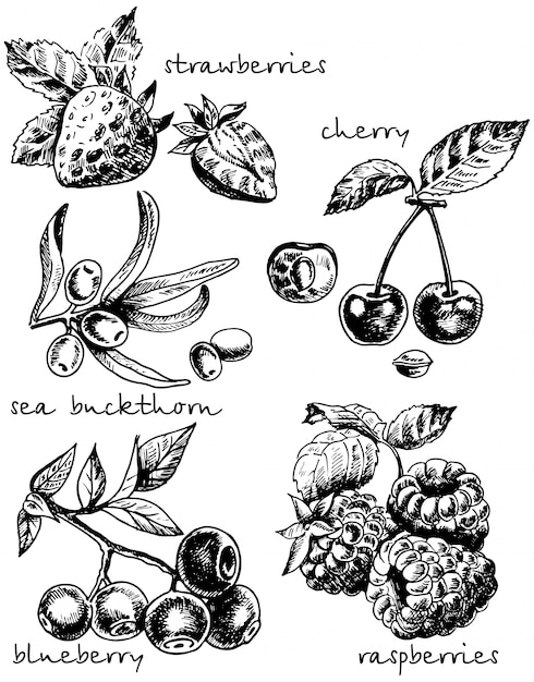 Tinte handgezeichnete Skizze Stil Beeren gesetzt