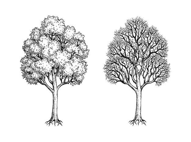Tintenskizze von zwei ahornbäumen winter- und sommerbaum vektorillustration im vintage-stil