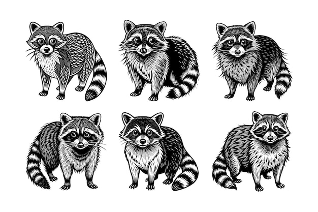 Tolles süßes Waschbären-Set mit verschiedenen Posen im Linocut-Vektor-Illustrationsdesign