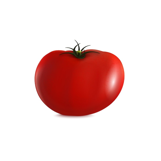 Tomate in einer schönen saftigen form, die auf weißem hintergrund hervorgehoben wird fotorealistische vektorillustration