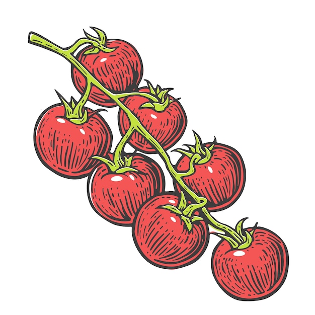 Tomatenbündel Vektor gravierte Illustration isoliert auf weißem Hintergrund