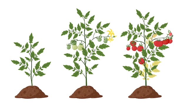 Tomatenpflanze Karikatur Tomaten Buschwachstumsstadien rote Tomaten Blüte Pflanze Wachstumsphase flache Vektor-Illustrationssatz Organisches Gemüsewachstum