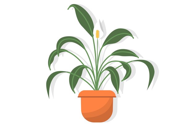 Topfpflanze spathiphyllum mit zarten weißen blüten mit dekorativen flecken, auch bekannt als friedliche lilie oder weibliches glück, isoliert auf weißem hintergrund