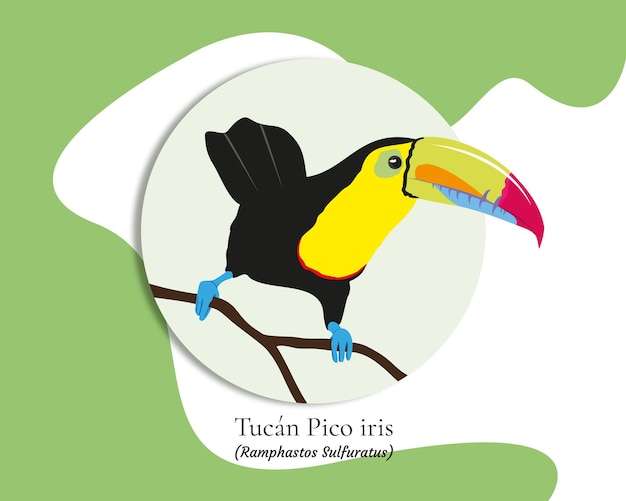 Toucan illustrationkiel in rechnung gestellter tukan