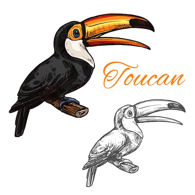 Toucan Vektorskizze wilde exotische Vogelikone