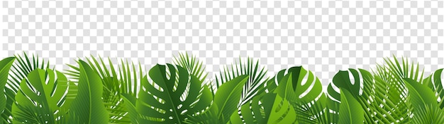 TropicalLeavesBorderIsolatedTransparentBackground_10_M_240603