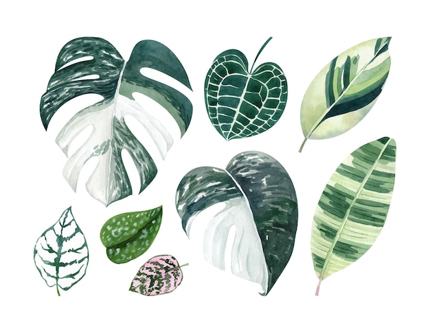 Tropische Blätter Aquarell handgezeichnetes Set mit Monstera Anthurium Fittonia Grün Vektor Cliparts