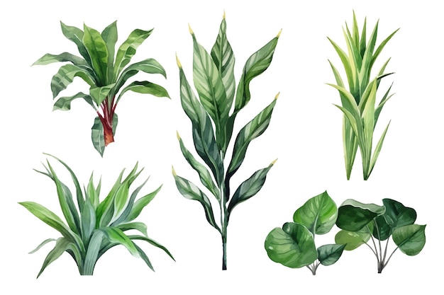 Tropische Blätter setzen Natur botanische dekorative Sammlung Vektorillustration isolierte Sammlung tropisches Blattset