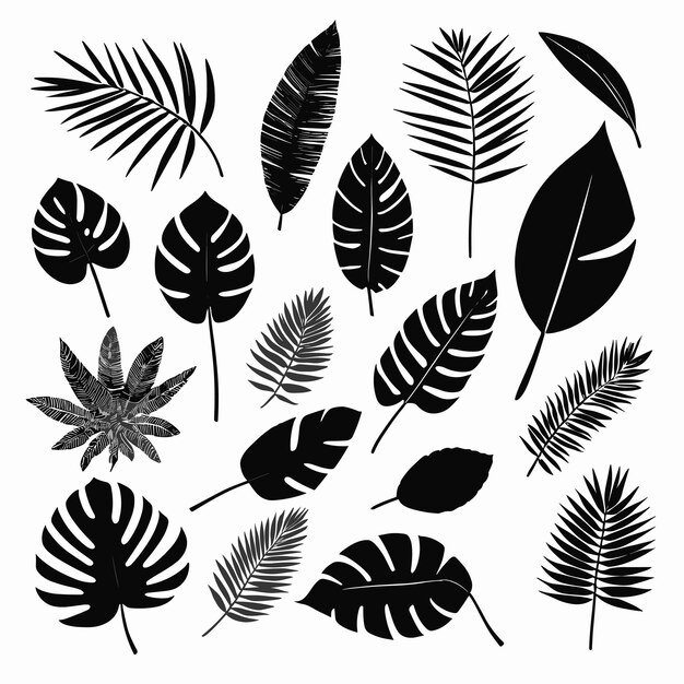 Vektor tropische blätter, silhouette, set, blattsammlung, vektordesign, schwarz-weiß-monochrom
