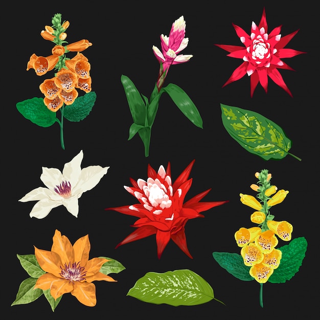 Tropische Blumen und Blätter eingestellt. Exotische Blumensammlung. Botanisches Design