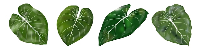 Tropische Dekorblätter isoliert auf weißem Hintergrund. Vektor-Illustration