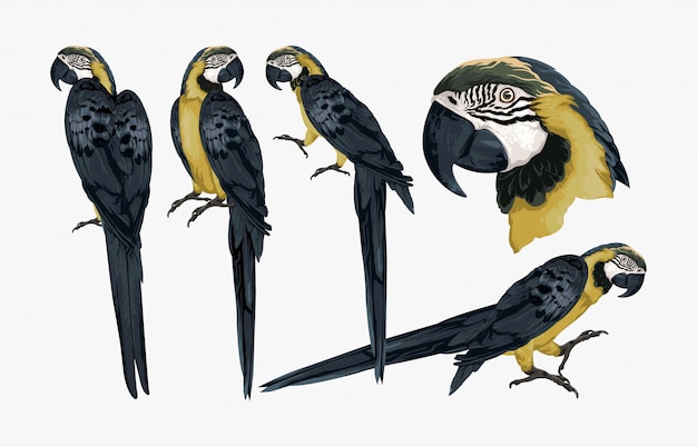 Tropische exotische ara-vogelillustration.