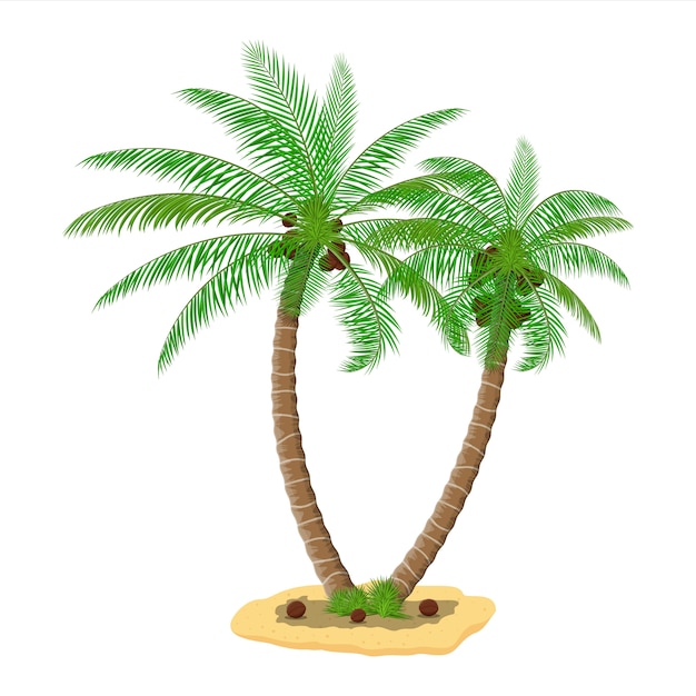 Tropische grüne Palme. Dschungel geht