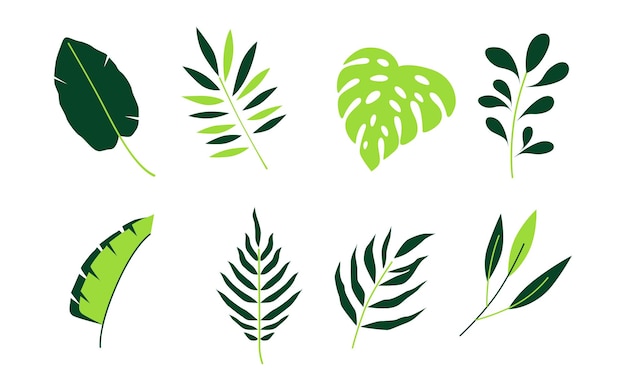 Tropische Monstera- und Palmblatt-Sammlung, isoliert auf weißem Hintergrund