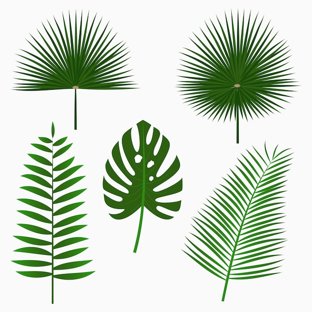 Tropische Palmblätter Dschungelblatt-Set isoliert auf weißem Hintergrund Exotische Pflanzen