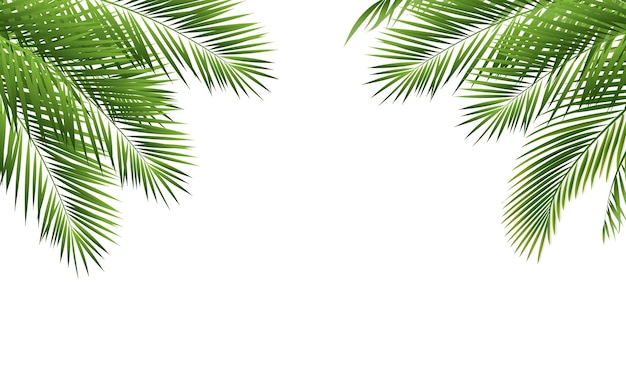 Tropische Palme mit isoliertem weißen Hintergrund