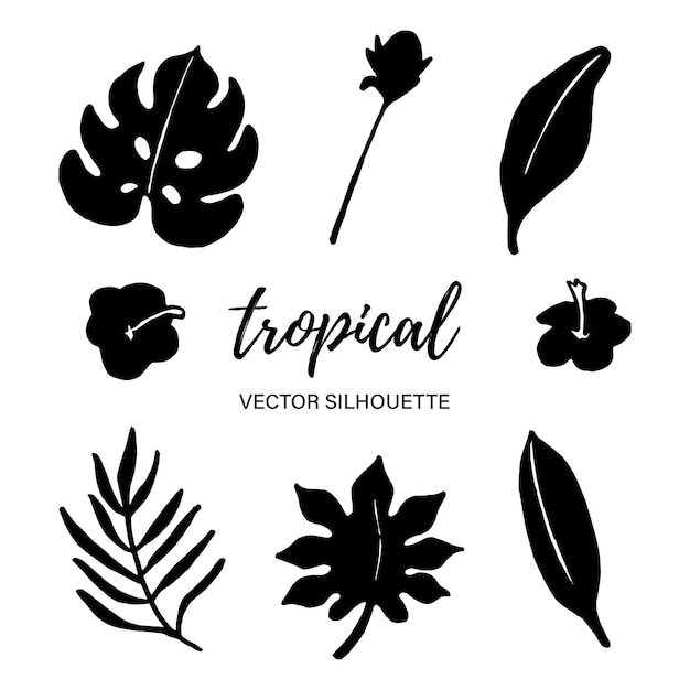 Tropische vektor-blatt-silhouetten schwarz auf weiß vektor-illustration