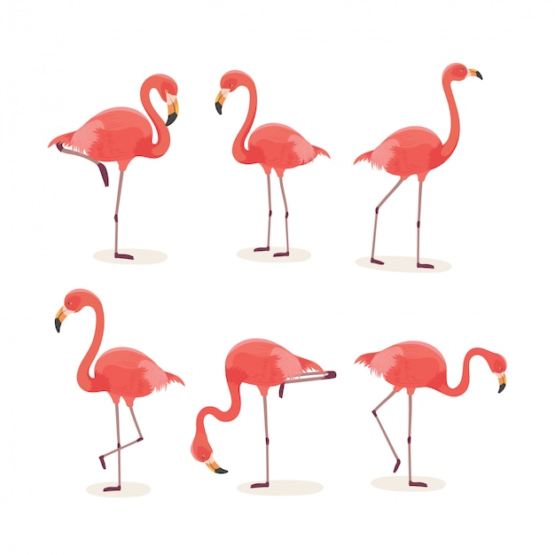 Tropischer vogelflamingo