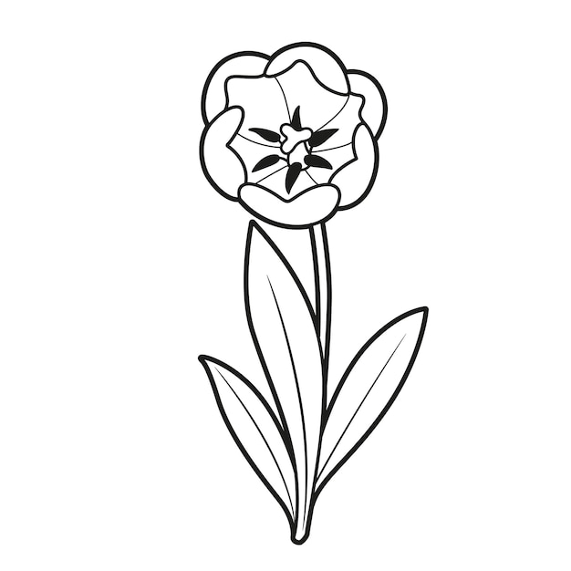 Vektor tulip blühende große blume malbuch lineare zeichnung isoliert auf weißem hintergrund