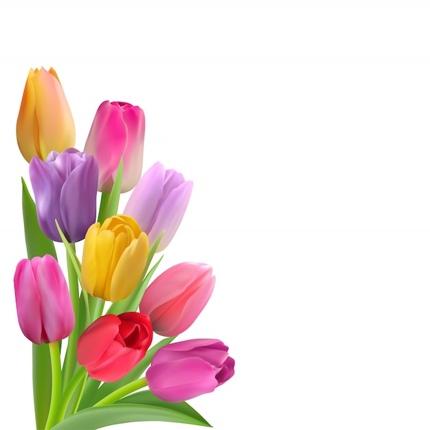 Tulpen auf einem weißen Hintergrund. Blumen in verschiedenen Farben in der linken Ecke.