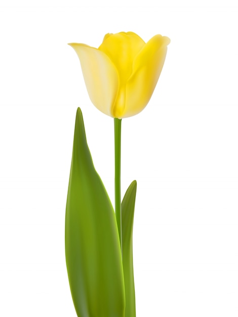 Tulpen, isoliert auf Weiß
