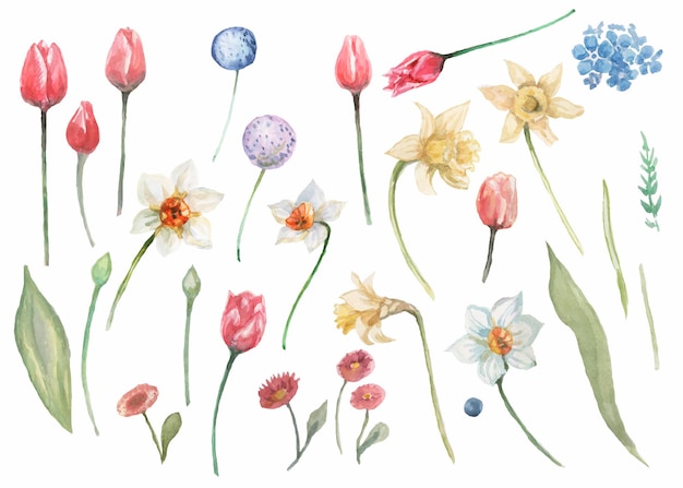 tulpen narzissen blumen frühlingsblüte aquarellillustration handgezeichnet