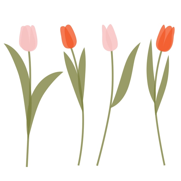 Tulpen-transparentes illustrations-set