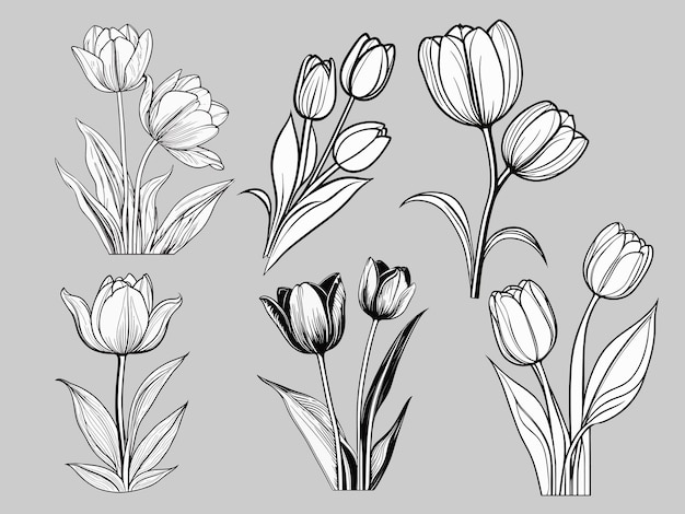 Tulpen umrisse illustrationssatz